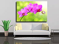 Картина на холсте "Ветка орхидеи на зеленом фоне"