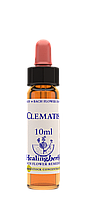 Цветы Баха. CLEMATIS - Клематис (Ломонос) (№ 9) Healing Herbs