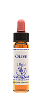 Цветы Баха. OLIVE - Маслина (№ 23) Healing Herbs