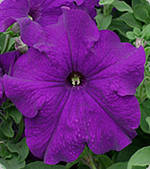 Петунія Вертуоз блу 250 н. д/з 11,20