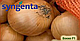 Насіння цибулі Боско F1, 250 000 насінин, Syngenta, фото 9