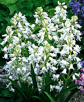 Цибулини гиацинтоидесов білий 6/7 50 шт