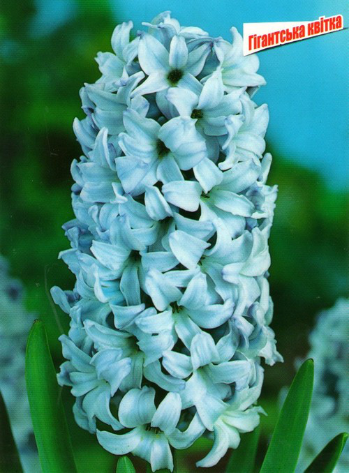 Луковиці гіацинта садового Blue Giant 2 шт.