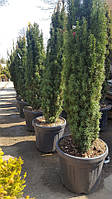 Тис ягодный Фастигиата Taxus baccata Fastigiata h 100-110 C 45