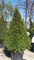 Тис ягодный (TAXUS BACCATA) FACCE h160/180