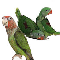 Середні папуги-олександрійська, каїка,синегальська, Лорі та лорикети.