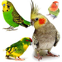 Папуги різних видів - хвилясті, корела, какарики, нерозлучники, співочий папуга