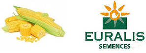 Насіння кукурудзи Euralis (Євраліс)