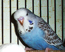 Наші Виставкові папуги ЧЕХІ. 33