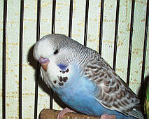 Наші Виставкові папуги ЧЕХІ. 34