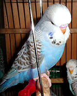 Наші Виставкові папуги ЧЕХІ. 35