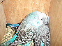 Наші Виставкові папуги ЧЕХІ. 37