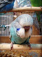 Наші Виставкові папуги ЧЕХІ. 38