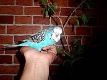 Наші Виставкові папуги ЧЕХІ. 39