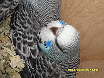 Наші Виставкові папуги ЧЕХІ. 40