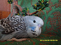 Наші Виставкові папуги ЧЕХІ. 41