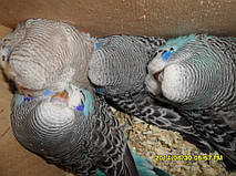 Наші Виставкові папуги ЧЕХІ. 42