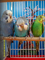 Наші Виставкові папуги ЧЕХІ. 43