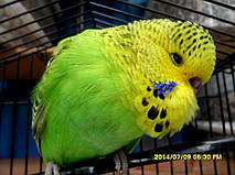 Наші Виставкові папуги ЧЕХІ. 44