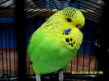 Наші Виставкові папуги ЧЕХІ. 45