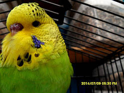 Наші Виставкові папуги ЧЕХІ.