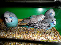 Наші Виставкові папуги ЧЕХІ. 47