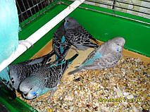 Наші Виставкові папуги ЧЕХІ. 48