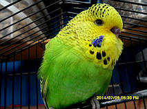 Наші Виставкові папуги ЧЕХІ. 49