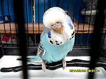 Наші Виставкові папуги ЧЕХІ. 50