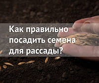 Як правильно посадити насіння для розсади