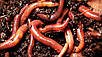 Червоні каліфорнійські черв'яки, фото 2
