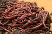 Червоні каліфорнійські черв'яки, фото 4