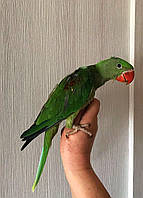 Олександрійський папуга - пташенята годованці, фото 1