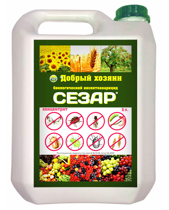 Сезар 5л