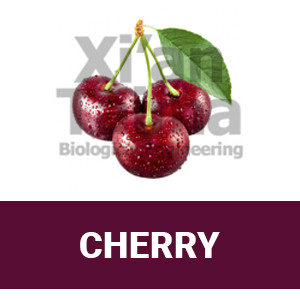 Xi'an Taima "Cherry"
