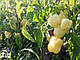 Перець Аден F1 Nasko 10000 насіння, фото 2