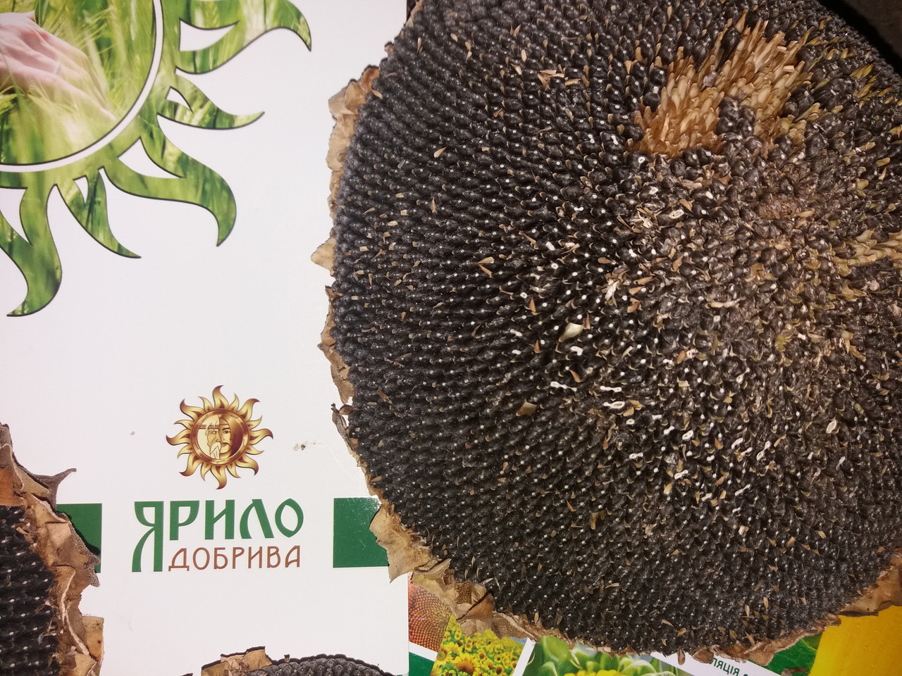 Листова підживка Монохелат БОР 150 для Соняшника. Оброблення соняшника добривом БОР 150 по листу.
