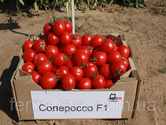 Насіння томату Солероссо F1 (драже) 25000 насіння Nunhems (Нумен)