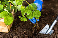 Коли і як правильно садити полуницю навесні: поради дачникам