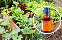 Купуємо йод – поливаємо город: як використовувати розчин йоду на дачній ділянці