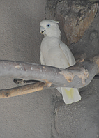 Китайський какао Cacatua ducorpsii