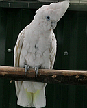 Китайський какао Cacatua ducorpsii, фото 2