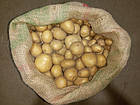 Насіннєва картопля Agrico Голландія, сорт Рів'єра (Riviera) суперранній, 2,5 кг, фото 6