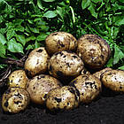 Насіннєва картопля Agrico Голландія, сорт Рів'єра (Riviera) суперранній, 2,5 кг, фото 7