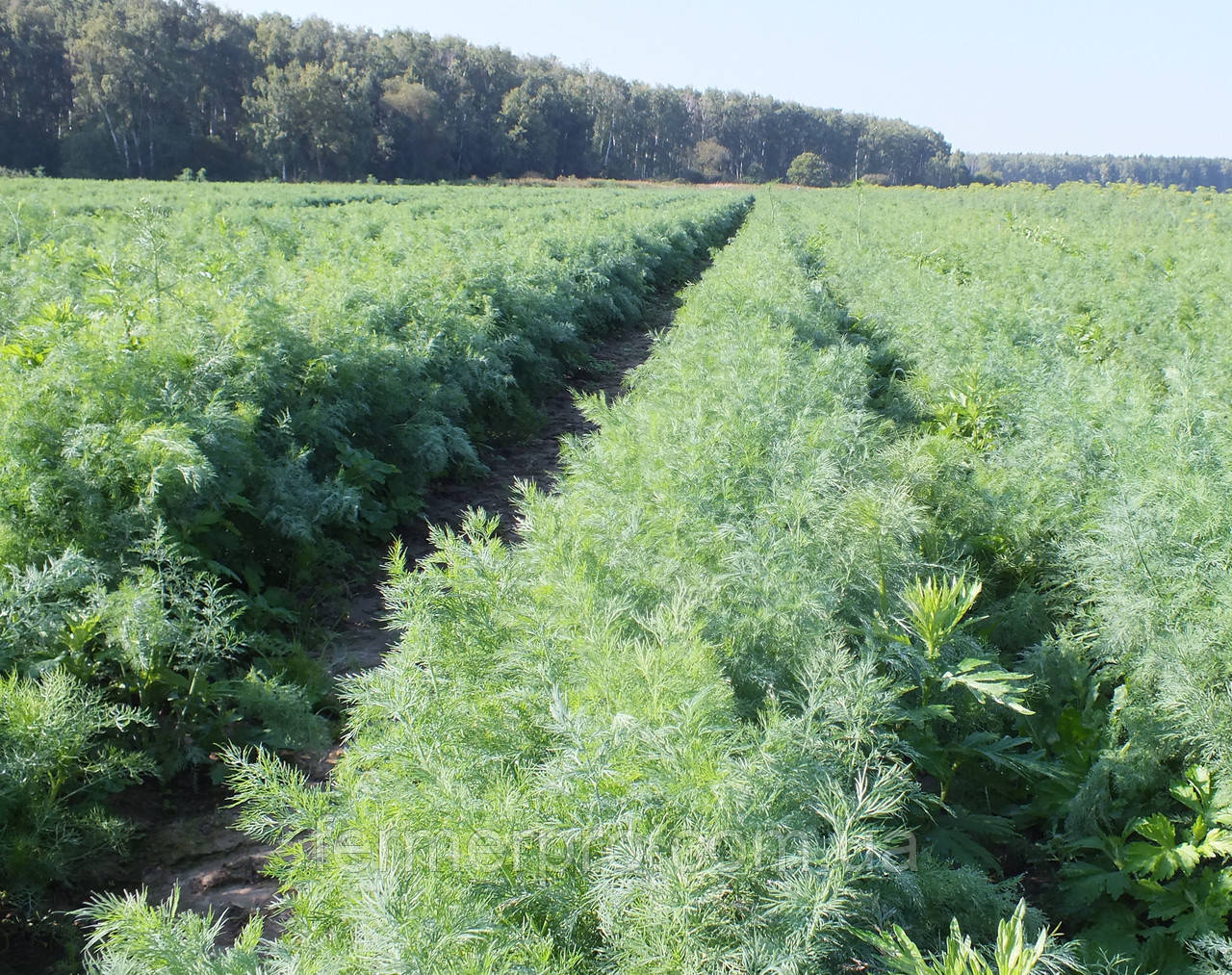 Насіння кроп Алігатор, пакет 100 г, фірма Breeding Seeds, Україна, фото 1