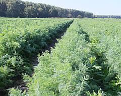 Насіння кроп Алігатор, пакет 100 г, фірма Breedeng Seeds, Україна