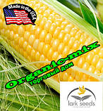 Насіння, кукурудза цукрова Добриня F1, ТМ Lark Seeds (США), фото 3