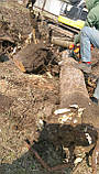 Демонтаж зданий. Видалення дерев. Покос трави, фото 5
