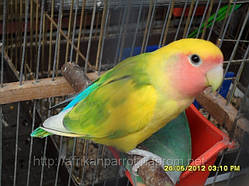 Папуги Нерозлучники.