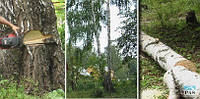 Спиливание аварийных деревьев в Киеве и области